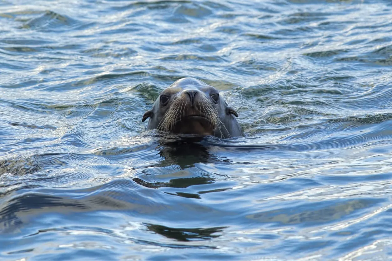 California sea lion in Yaquina Bay, Newport Oregon